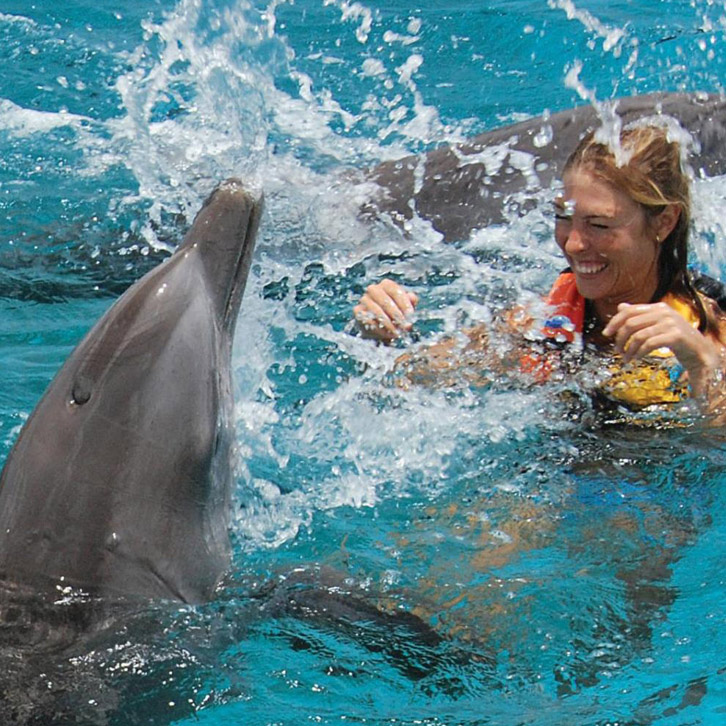 V.I. Swim with Dolphin, Sea Turtels, Sea Lion, Sting Ray or even a shark.